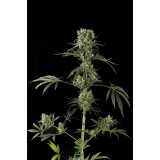Moby Dick #2 Feminised Seeds