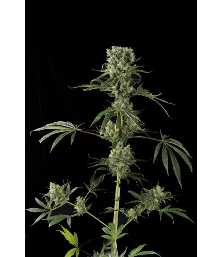 Moby Dick #2 Feminised Seeds
