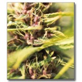 Purple Power Feminised Seeds