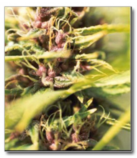 Purple Power Feminised Seeds