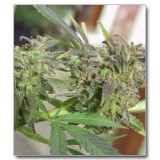 Easy Sativa Feminised Seeds