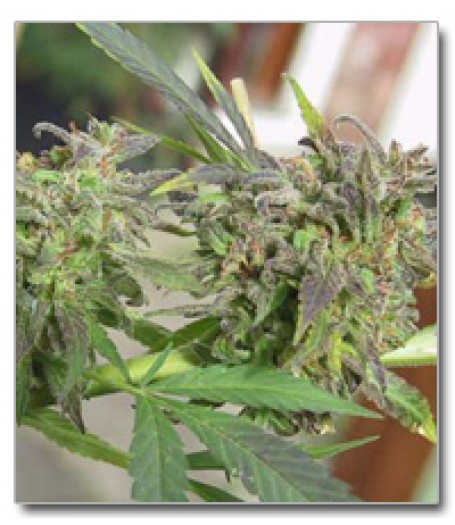 Easy Sativa Feminised Seeds