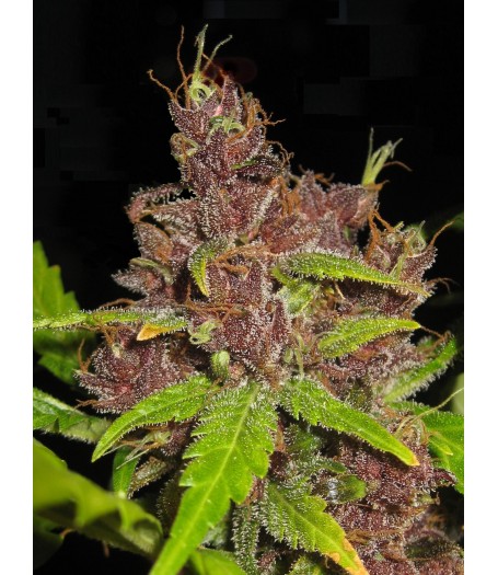 Purple Mazar Autoflowering Regular Seeds - 8