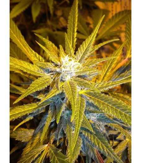 Jet 47 Autoflowering Feminised Seeds - 3
