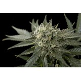 Roadrunner #2 Autoflowering Feminised Seeds