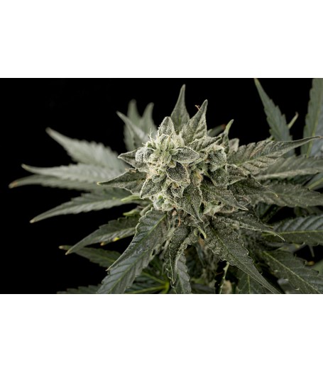 Roadrunner #2 Autoflowering Feminised Seeds