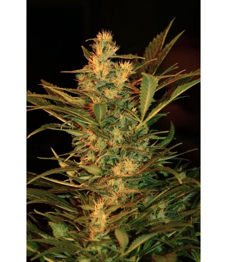 Speedy G Autoflowering Feminised Seeds - 3