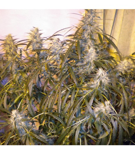 Number One Autoflowering Feminised Seeds - 3