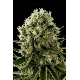 Critical Jack Feminised Seeds
