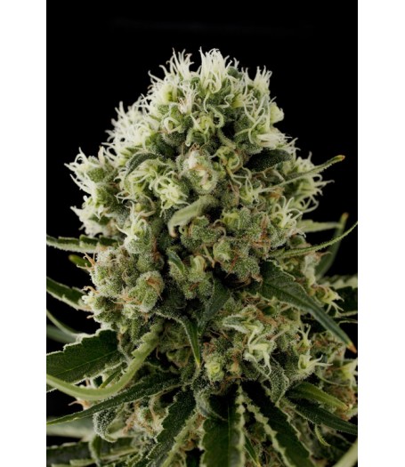 Critical Jack Feminised Seeds