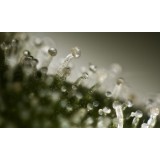 Haze Automatic Feminised Seeds