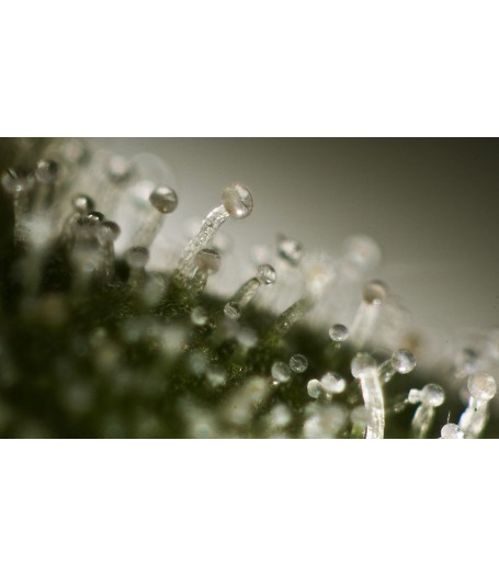 Haze Automatic Feminised Seeds