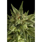 Fruit Automatic Feminised Seeds