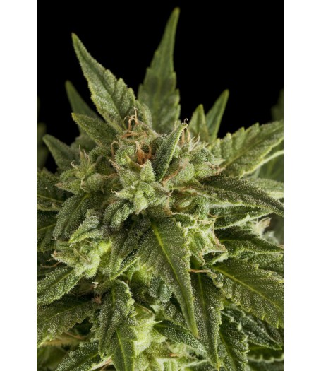 Fruit Automatic Feminised Seeds