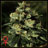 Jack Herer Feminised Seeds
