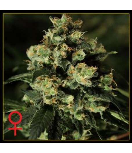 Jack Herer Feminised Seeds