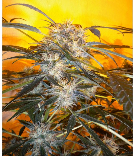 Nirvana Sky Autoflowering Feminised Seeds - 3