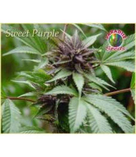 Sweet Purple Feminised Seeds
