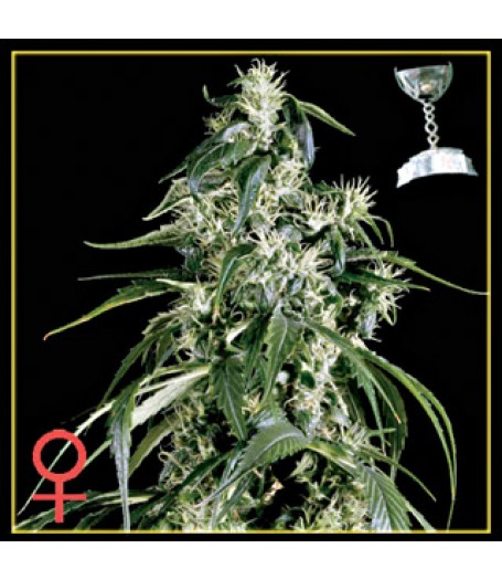 Arjan's Haze #1 Feminised Seeds