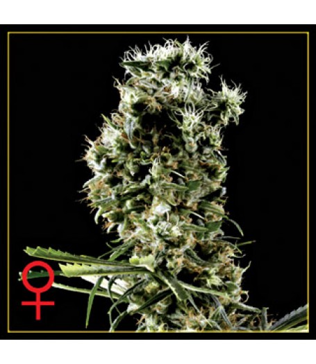 Arjan's Haze #2 Feminised Seeds