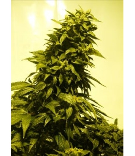 Auto AK Feminised Autoflowering Seeds