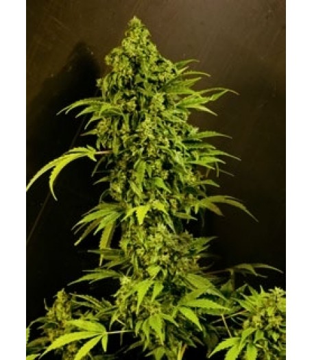 Auto Mass Feminised Autoflowering Seeds