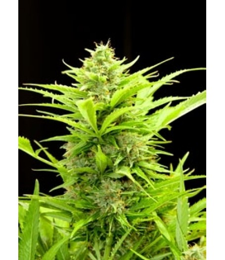Maxi GoM Feminised Autoflowering Seeds