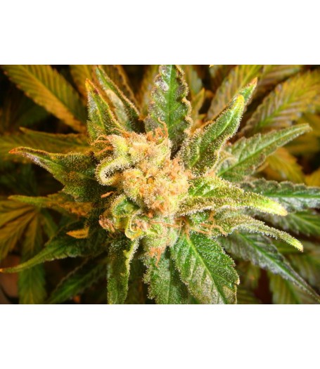 Mach Fly - 10 Regular Seeds