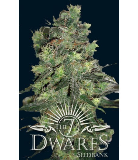 Goliath Auto-flowering Feminised Seeds