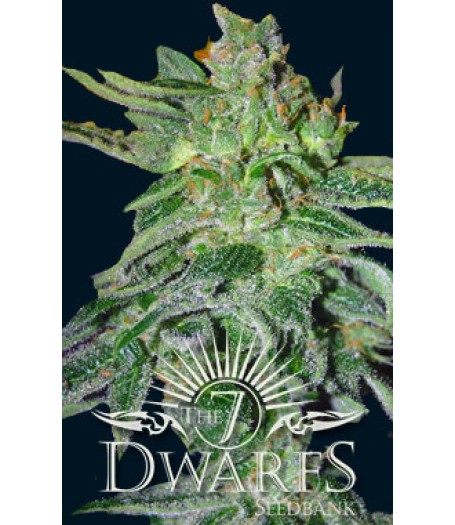 Gigantes Auto-flowering Feminised Seeds