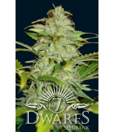 Titan Auto-flowering Feminised Seeds