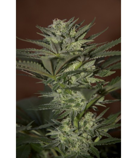 Auto Mini Gun Feminised Seeds