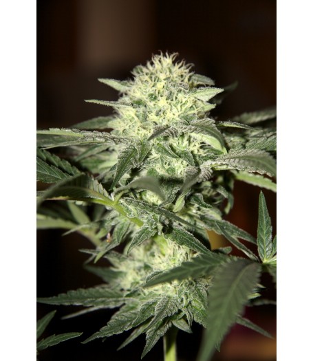 Auto Moscow Feminised