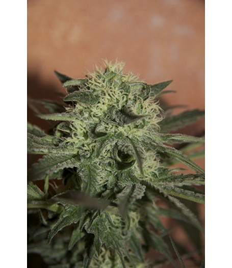 Auto Lemon Feminised