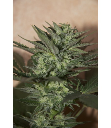 Auto Great White Feminised