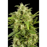 Critical + Automatic Feminised Seeds