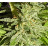 Orient Express Feminised Seeds