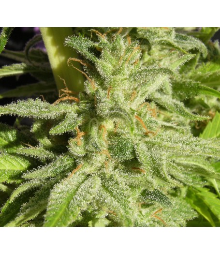Orient Express Feminised Seeds