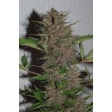 Pakistan Chitral Kush Regular Seeds