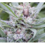 Vietnam Black x Thai Regular Seeds