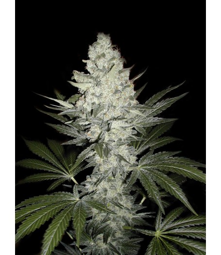 The Resinator Regular - 10 Seeds