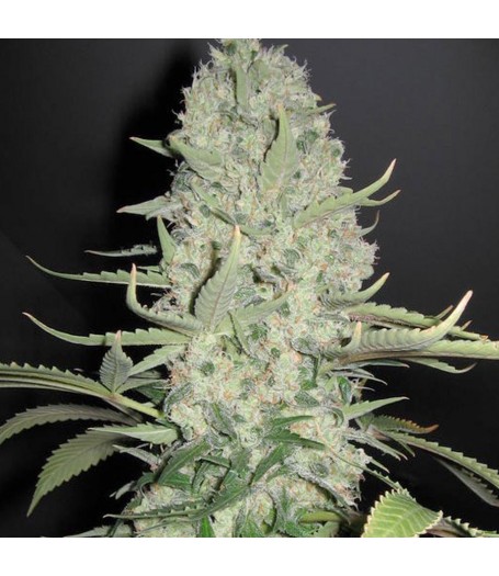 White Widow x Big Bud Feminised Seeds