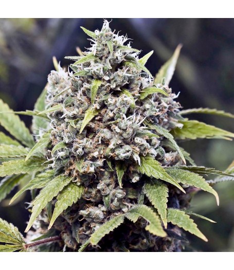 Pure AK Feminised Seeds