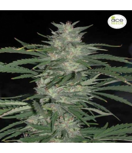 Nepalese Jam Regular Seeds