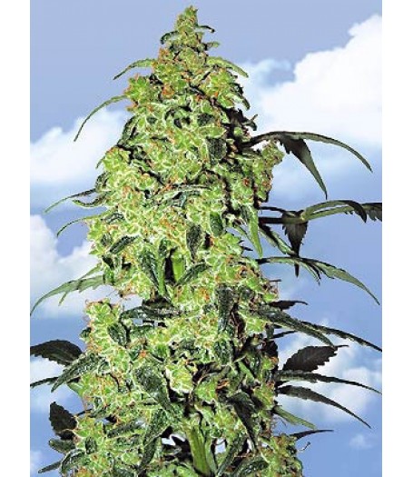White Widow Feminised Seeds