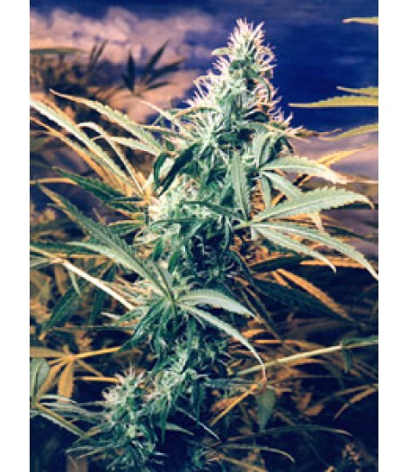 Titans Haze Regular Seeds