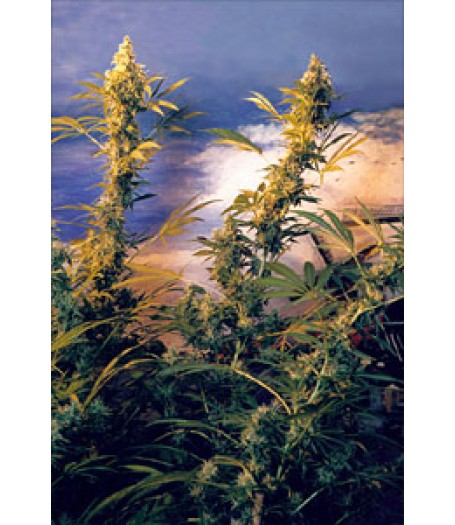 Haze Mist Regular Seeds
