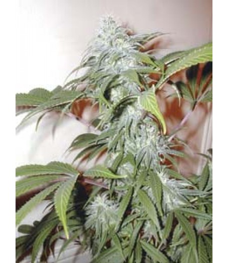 Pineapple Punch Regular Seeds