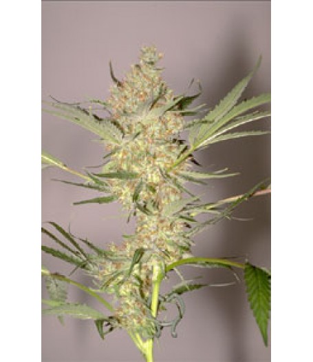 The Real McCoy Regular Seeds