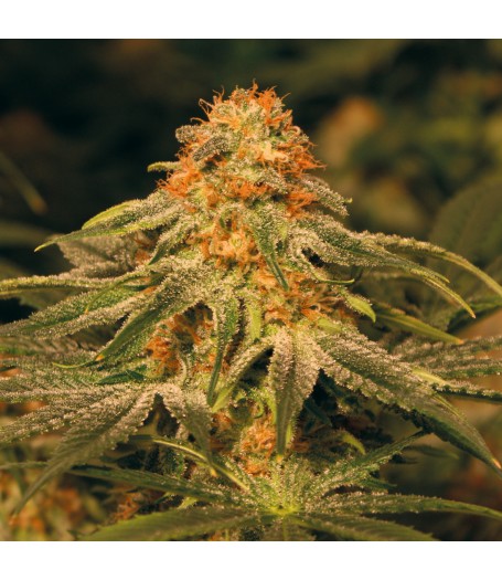 Vanilla Kush Feminised Seeds 